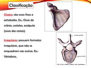 Chatos: são ossos finos e
achatados. Ex.: Ossos do
crânio, costelas, escápula
(ossos das costas).
Classificação
Irregulares: possuem formatos
irregulares, que não se
enquadram nas outras. Ex.:
Vértebras.
 