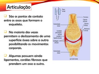  São os pontos de contato
entre os ossos que formam o
esqueleto.
 Na maioria das vezes
permitem o deslizamento de uma
superfície óssea sobre a outra
possibilitando os movimentos
corporais.
 Algumas possuem ainda
ligamentos, cordões fibrosos que
prendem um osso a outro.
Articulação
 