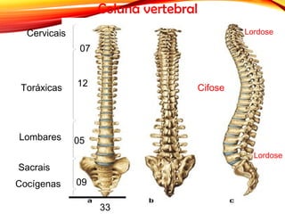 Coluna vertebral
Cervicais
Toráxicas
Lombares
Sacrais
Cocígenas
07
12
05
09
33
Lordose
Cifose
Lordose
 