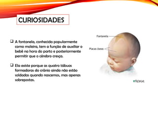  A fontanela, conhecida popularmente
como moleira, tem a função de auxiliar o
bebê na hora do parto e posteriormente
permitir que o cérebro cresça.
 Ela existe porque as quatro tábuas
formadoras do crânio ainda não estão
soldadas quando nascemos, mas apenas
sobrepostas. 
CURIOSIDADES
 