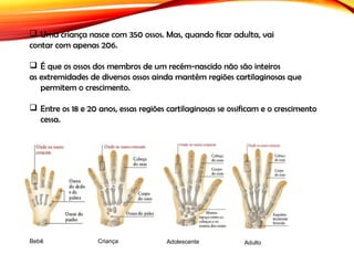  Uma criança nasce com 350 ossos. Mas, quando ficar adulta, vai
contar com apenas 206.
 É que os ossos dos membros de um recém-nascido não são inteiros
as extremidades de diversos ossos ainda mantêm regiões cartilaginosas que
permitem o crescimento.
 Entre os 18 e 20 anos, essas regiões cartilaginosas se ossificam e o crescimento
cessa. 
Criança Adolescente AdultoBebê
 