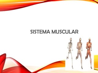 SISTEMA MUSCULAR
 