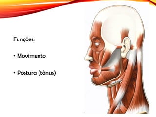 Funções:
• Movimento
• Postura (tônus)
 
