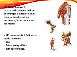 O tecido muscular é
caracterizado pela propriedade
de contração e distensão de suas
células, o que determina a
movimentação dos membros e
das vísceras.
 Há basicamente três tipos de
tecido muscular:
 Liso
 Estriado esquelético
 Estriado cardíaco.
 
