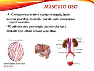MÚSCULO LISO
 O músculo involuntário localiza-se na pele, órgãos
internos, aparelho reprodutor, grandes vasos sanguíneos e
aparelho excretor.
O estímulo para a contração dos músculos lisos é
mediado pelo sistema nervoso vegetativo.
mononucleados e sem estrias
transversais. 
 