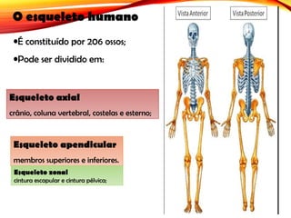 O esqueleto humano
•É constituído por 206 ossos;
•Pode ser dividido em:
Esqueleto axial
crânio, coluna vertebral, costelas e esterno;
Esqueleto apendicular
membros superiores e inferiores.
Esqueleto zonal
cintura escapular e cintura pélvica;
 