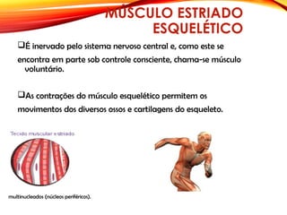 MÚSCULO ESTRIADO
ESQUELÉTICO
É inervado pelo sistema nervoso central e, como este se
encontra em parte sob controle consciente, chama-se músculo
voluntário.
As contrações do músculo esquelético permitem os
movimentos dos diversos ossos e cartilagens do esqueleto.
multinucleados (núcleos periféricos).
 