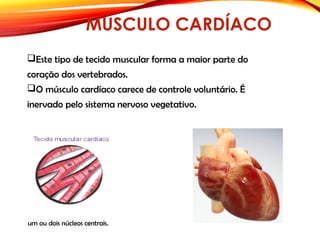 MÚSCULO CARDÍACO
Este tipo de tecido muscular forma a maior parte do
coração dos vertebrados.
O músculo cardíaco carece de controle voluntário. É
inervado pelo sistema nervoso vegetativo.
um ou dois núcleos centrais.
 