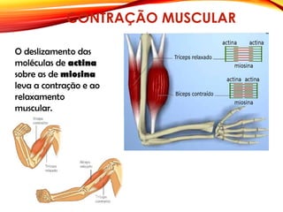 CONTRAÇÃO MUSCULAR
O deslizamento das
moléculas de actina
sobre as de miosina
leva a contração e ao
relaxamento
muscular.
 