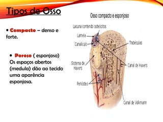 Tipos de Osso
• Compacto – denso e
forte.
• Poroso ( esponjoso)
Os espaços abertos
(medula) dão ao tecido
uma aparência
esponjosa.
 