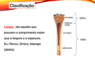 Longos: são aqueles que
possuem o comprimento maior
que a largura e a espessura.
Ex.: Fêmur, Úmero, falanges
(dedos).
Classificação
 