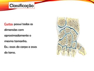 Curtos: possui todas as
dimensões com
aproximadamente o
mesmo tamanho.
Ex.: ossos do carpo e ossos
do tarso.
Classificação
 
