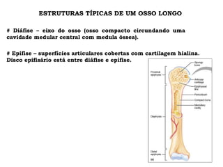 ESTRUTURAS TÍPICAS DE UM OSSO LONGO # Diáfise – eixo do osso (osso compacto circundando uma  cavidade medular central com medula óssea). # Epífise – superfícies articulares cobertas com cartilagem hialina. Disco epifisário está entre diáfise e epífise. 