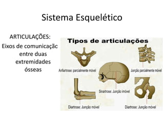 Sistema Esquelético ARTICULAÇÕES: Eixos de comunicação entre duas extremidades ósseas 