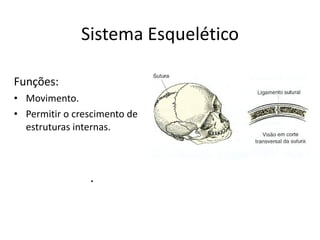Sistema Esquelético Funções: Movimento. Permitir o crescimento de estruturas internas. 