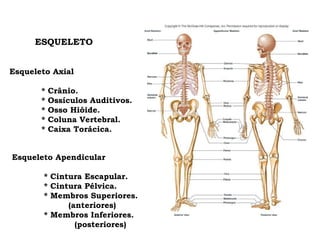 ESQUELETO Esqueleto Axial * Crânio. * Ossículos Auditivos. * Osso Hióide. * Coluna Vertebral. * Caixa Torácica. Esqueleto Apendicular * Cintura Escapular. * Cintura Pélvica. * Membros Superiores.   (anteriores) * Membros Inferiores. (posteriores) 
