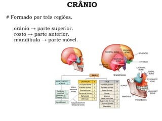 CRÂNIO # Formado por três regiões. crânio -> parte superior. rosto -> parte anterior. mandíbula -> parte móvel. 