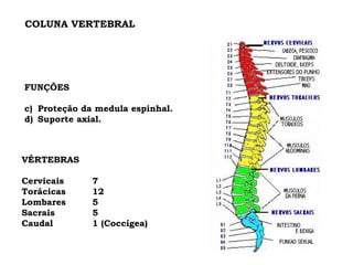 COLUNA VERTEBRAL VÉRTEBRAS Cervicais 7 Torácicas 12 Lombares 5 Sacrais 5 Caudal 1 (Coccígea) FUNÇÕES Proteção da medula espinhal. Suporte axial. 