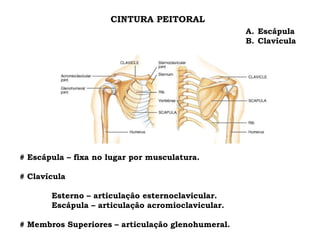 CINTURA PEITORAL Escápula Clavícula # Escápula – fixa no lugar por musculatura. # Clavícula Esterno – articulação esternoclavicular. Escápula – articulação acromioclavicular. # Membros Superiores – articulação glenohumeral. 