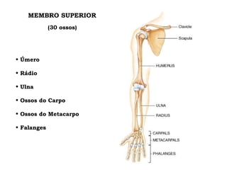 MEMBRO SUPERIOR Úmero Rádio Ulna Ossos do Carpo Ossos do Metacarpo Falanges (30 ossos) 