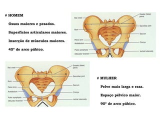 # HOMEM Ossos maiores e pesados. Superfícies articulares maiores. Inserção de músculos maiores. 45 º de arco púbico. # MULHER Pelve mais larga e rasa. Espaço pélvico maior. 90 º de arco púbico. 
