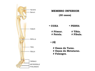 MEMBRO INFERIOR (30 ossos) COXA # Fêmur. # Patela. PERNA # Tíbia. # Fíbula. PÉ # Ossos do Tarso. # Ossos do Metatarso. # Falanges. 