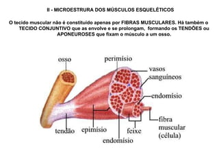II - MICROESTRURA DOS MÚSCULOS ESQUELÉTICOS O tecido muscular não é constituído apenas por FIBRAS MUSCULARES. Há também o TECIDO CONJUNTIVO que as envolve e se prolongam,  formando os TENDÕES ou APONEUROSES que fixam o músculo a um osso. 