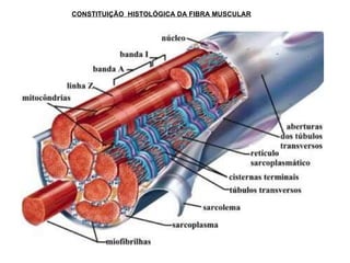 CONSTITUIÇÃO  HISTOLÓGICA DA FIBRA MUSCULAR 