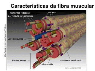 Características da fibra muscular 