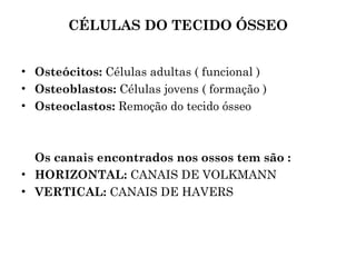 CÉLULAS DO TECIDO ÓSSEO Osteócitos:  Células adultas ( funcional )  Osteoblastos:  Células jovens ( formação )  Osteoclastos:  Remoção do tecido ósseo  Os canais encontrados nos ossos tem são :  HORIZONTAL:  CANAIS DE VOLKMANN VERTICAL:  CANAIS DE HAVERS 