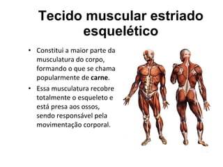 Tecido muscular estriado esquelético Constitui a maior parte da musculatura do corpo, formando o que se chama popularmente de  carne .  Essa musculatura recobre totalmente o esqueleto e está presa aos ossos, sendo responsável pela movimentação corporal.  