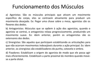 Funcionamento dos Músculos a) Agonistas: São os músculos principais que ativam um movimento específico do corpo, eles se contraem ativamente para produzir um movimento desejado. Ex: Pegar uma chave sobre a mesa, agonistas são os flexores dos dedos.  b) Antagonistas: Músculos que se opõem à ação dos agonistas, quando o agonista se contrai, o antagonista relaxa progressivamente, produzindo um movimento suave. Ex: idem anterior, porém os antagonistas são os extensores dos dedos.  c) Sinergistas: São aqueles que participam estabilizando as articulações para que não ocorram movimentos indesejáveis durante a ação principal. Ex: idem anterior, os sinergistas são estabilizadores do punho, cotovelo e ombro.  d) Fixadores: Estabilizam a origem do agonista de modo que ele possa agir mais eficientemente. Estabilizam a parte proximal do membro quando move-se a parte distal.  