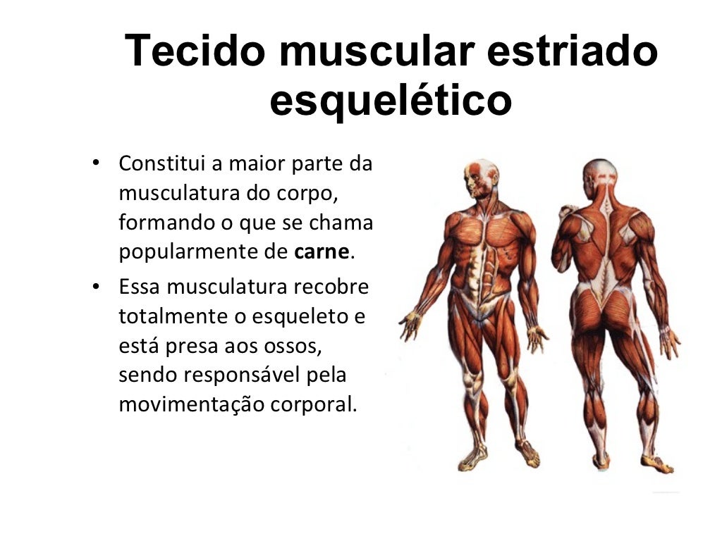 Quais São Os órgãos Que Compõem O Sistema Locomotor