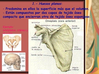 1.- Huesos planos:
- Predomina en ellos la superficie más que el volumen.
- Están compuestos por dos capas de tejido óseo
compacto que encierran otra de tejido óseo esponjoso.
Ejemplo:
omóplatos, cráneo y
el pubis
 