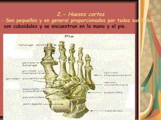 2.- Huesos cortos
- Son pequeños y en general proporcionados por todos sus lados.
son cuboidales y se encuentran en la mano y el pie.
 