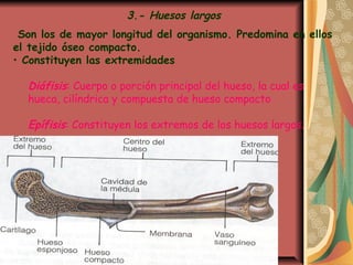 3.- Huesos largos
Son los de mayor longitud del organismo. Predomina en ellos
el tejido óseo compacto.
• Constituyen las extremidades
Diáfisis: Cuerpo o porción principal del hueso, la cual es
hueca, cilíndrica y compuesta de hueso compacto
Epífisis: Constituyen los extremos de los huesos largos.
 