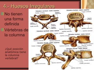 4.- Huesos Irregulares4.- Huesos Irregulares
No tienen
una forma
definida
Vértebras de
la columna
¿Qué posición
anatómica tiene
la columna
vertebral?
 