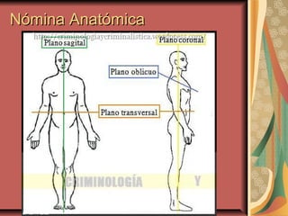 Nómina AnatómicaNómina Anatómica
 