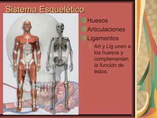 Sistema EsqueléticoSistema Esquelético
Huesos
Articulaciones
Ligamentos
Art y Lig unen a
los huesos y
complementan
la función de
éstos.
 