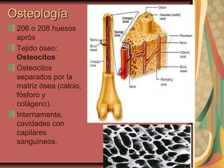 OsteologíaOsteología
206 o 208 huesos
apróx
Tejido óseo:
Osteocitos
Osteocitos
separados por la
matriz ósea (calcio,
fósforo y
colágeno).
Internamente,
cavidades con
capilares
sanguíneos.
 