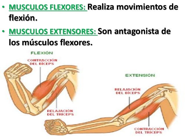 Que si bajo la cabeza del miembro los pequeños granos