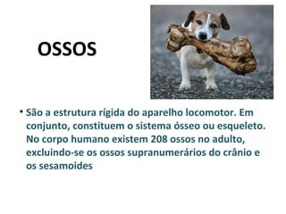 OSSOS

• São a estrutura rígida do aparelho locomotor. Em
  conjunto, constituem o sistema ósseo ou esqueleto.
  No corpo humano existem 208 ossos no adulto,
  excluindo-se os ossos supranumerários do crânio e
  os sesamoides
 