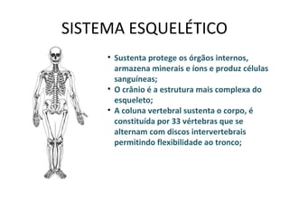 SISTEMA ESQUELÉTICO
     • Sustenta protege os órgãos internos,
       armazena minerais e íons e produz células
       sanguíneas;
     • O crânio é a estrutura mais complexa do
       esqueleto;
     • A coluna vertebral sustenta o corpo, é
       constituída por 33 vértebras que se
       alternam com discos intervertebrais
       permitindo flexibilidade ao tronco;
 
