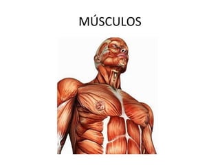 MÚSCULOS
 