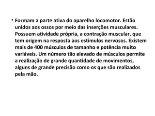 • Formam a parte ativa do aparelho locomotor. Estão
  unidos aos ossos por meio das inserções musculares.
  Possuem atividade própria, a contração muscular, que
  tem origem na resposta aos estímulos nervosos. Existem
  mais de 400 músculos de tamanho e potência muito
  variáveis. Um número tão elevado de músculos permite
  a realização de grande quantidade de movimentos,
  alguns de grande precisão como os que são realizados
  pela mão.
 