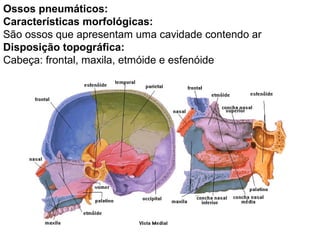 Ossos pneumáticos:
Características morfológicas:
São ossos que apresentam uma cavidade contendo ar
Disposição topográfica:
Cabeça: frontal, maxila, etmóide e esfenóide
 