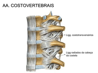 AA. COSTOVERTEBRAISAA. COSTOVERTEBRAIS
Ligg. costotransversários
Ligg radiados da cabeça
da costela
 