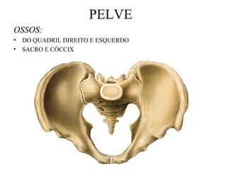 PELVE
OSSOS:
• DO QUADRIL DIREITO E ESQUERDO
• SACRO E CÓCCIX
 
