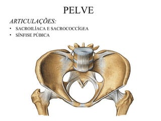 PELVE
ARTICULAÇÕES:
• SACROILÍACA E SACROCOCCÍGEA
• SÍNFISE PÚBICA
 