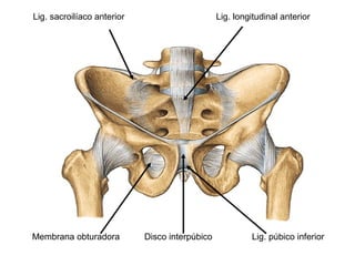 Membrana obturadora Disco interpúbico Lig. púbico inferior
Lig. sacroilíaco anterior Lig. longitudinal anterior
 